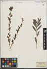 Foto von Salix purpurea L. x Salix repens L.